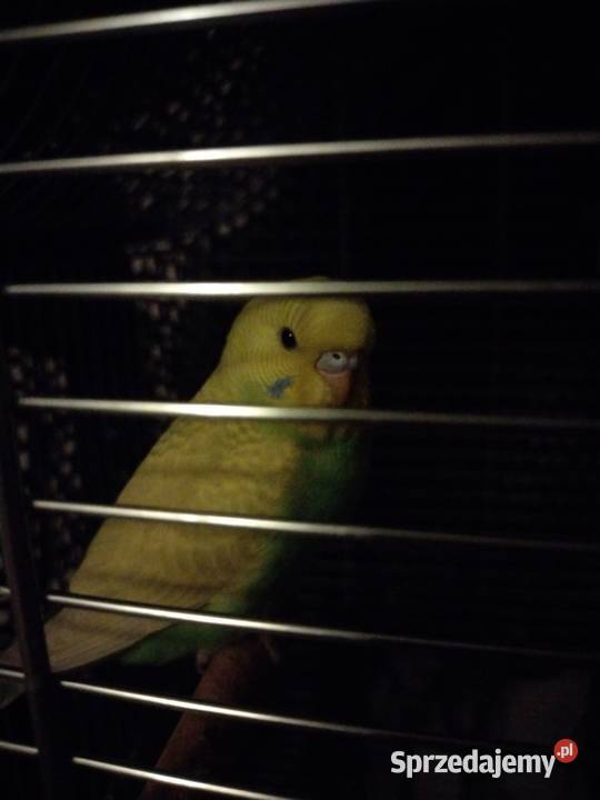 Papużka falista oswojona z klatką nowąkarma duża Grudziądz