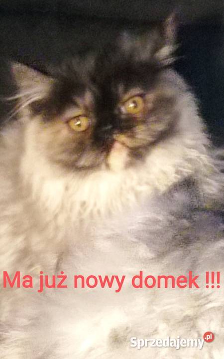 kocięta perskie 25 msc Perski Chełm