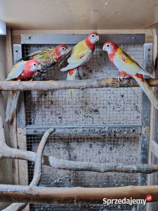 Rozella białolica nierozłączka zeberki wielkopolskie Kalisz