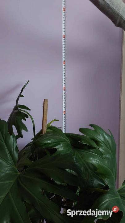 Philodendron roślina 100 Pstrągowa