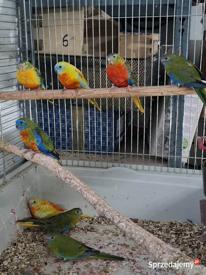 Sprzedam Łakowki 200 sztuka wielkopolskie Gniezno