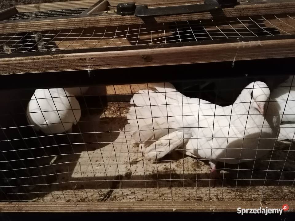 Sprzedam gołębie krymki wyszwance pawie kariery mazowieckie