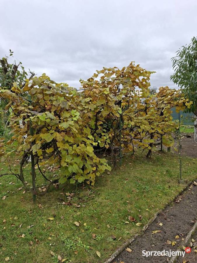 DZIAŁKA ROD jezioro Sprzedam wielkopolskie Śrem