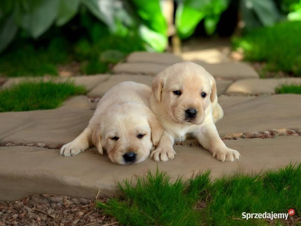Szczeniaki Labrador Retriever biszkoptowe łódzkie Żelechlinek