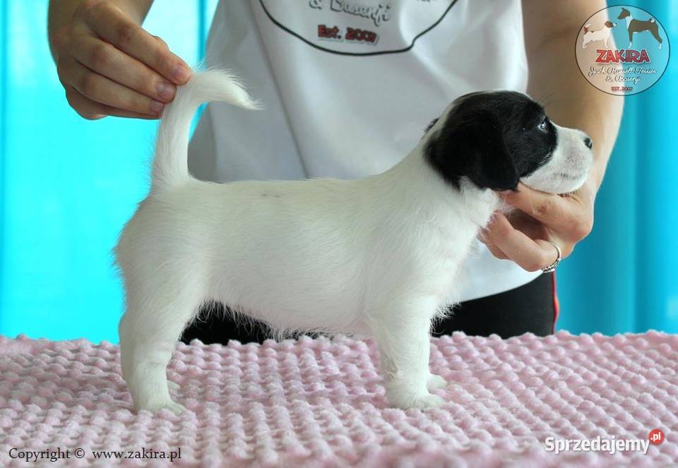 Szczenie Jack Russell Terrier Zima 2025 Ruda Śląska