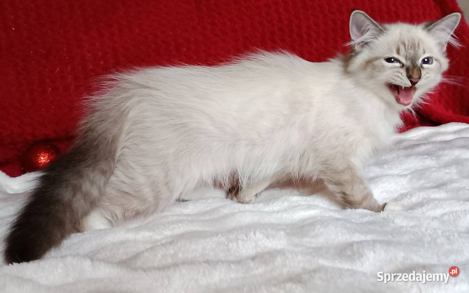 Koty Syberyjskie Neva Masquerade MALIBU Kwilcz sprzedam