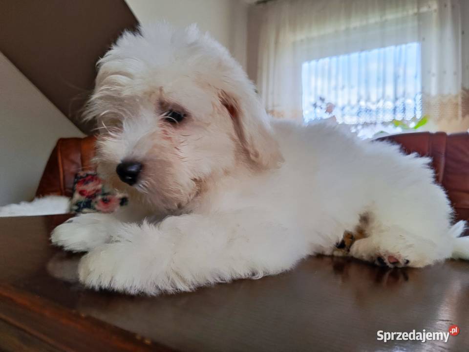 Żywy pluszak Coton de Tulear