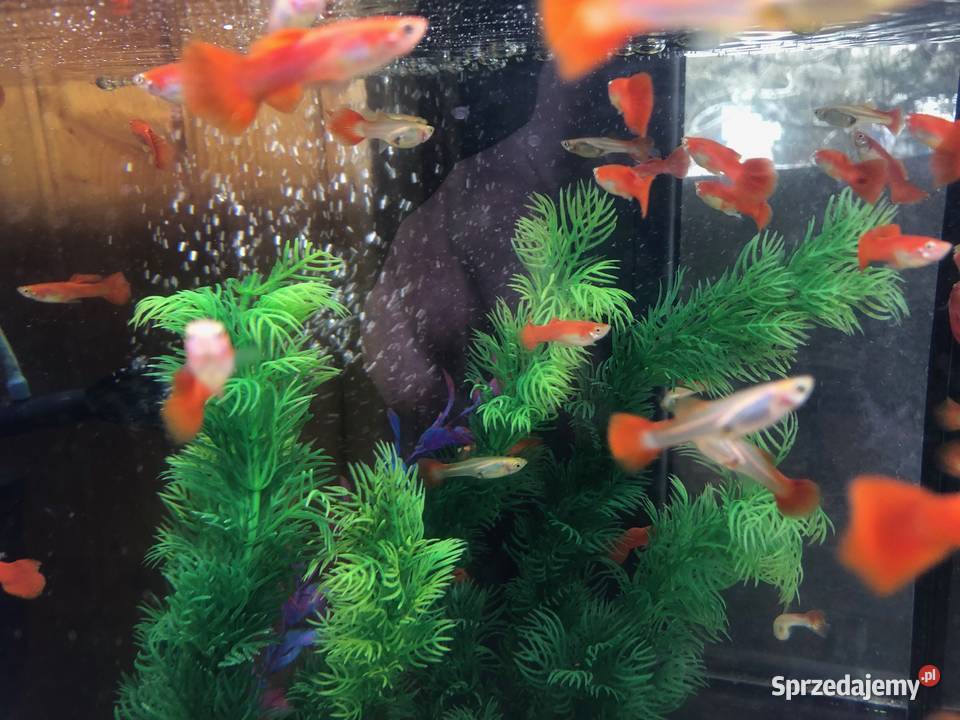 Gubik czerwony łódzkie Justynów