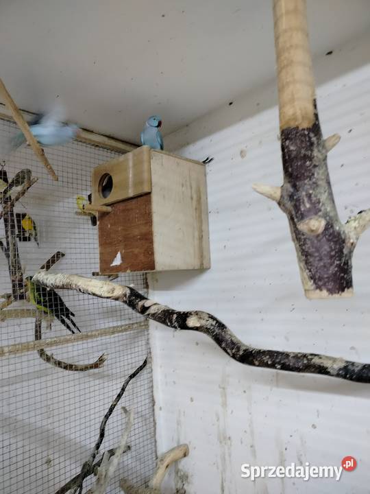 Para aleksandret 2023 Ptaki podkarpackie