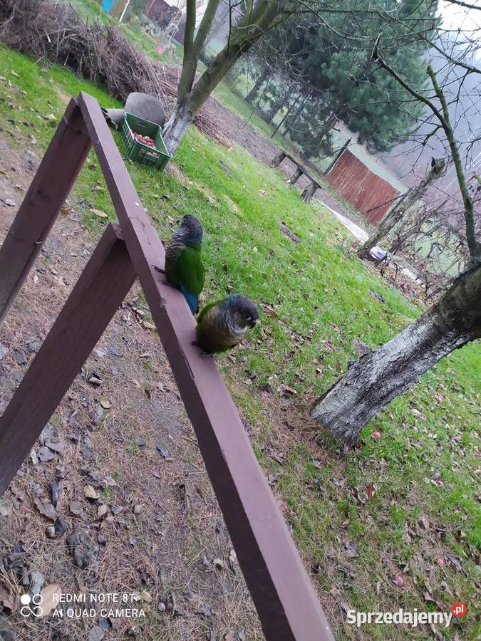 Rudosterki dobrana para udanych lęgach Ptaki Zwierzęta Bełsznica