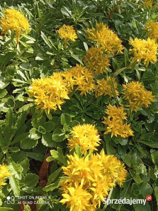 Rozchodnik kamczacki odm amurska żółty Nowy Sącz