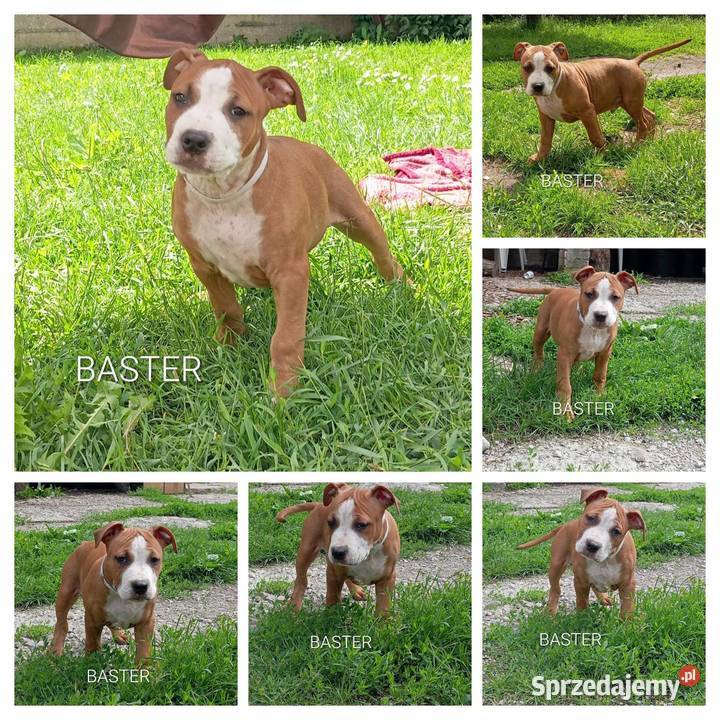 American Staffordshire Terrier Sokoły