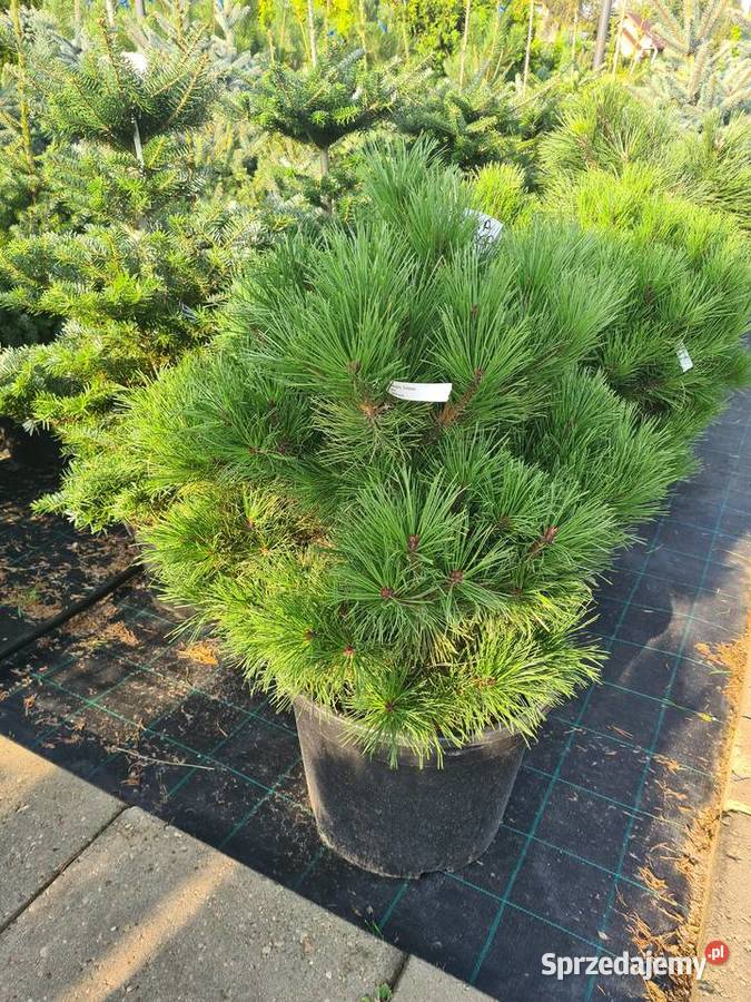 Thuja Yellow Ribbon żółta 80100 PRODUCENT Rydzyny