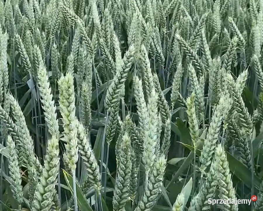 Pszenica ozima ELEKTRA zachodniopomorskie Barlinek