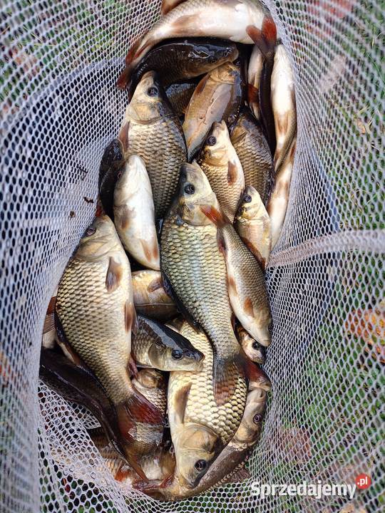Narybek karp pełnołuski królewski okoń