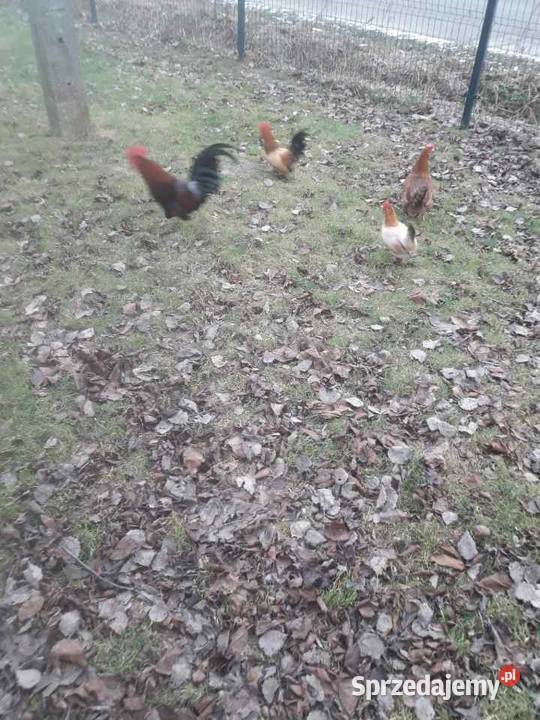 Kogutki małe i srednie Czarnocin