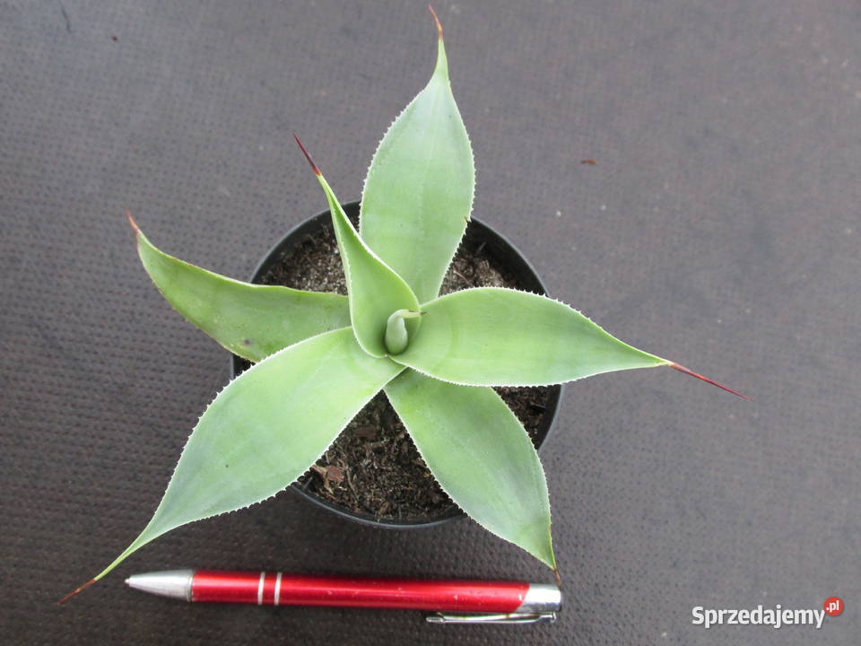 Śliczna agawa Agave celsii albidor ostatnia