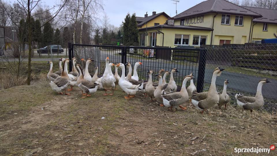 Jaja lęgowe gęsi garbonosej mazowieckie Oleśnik