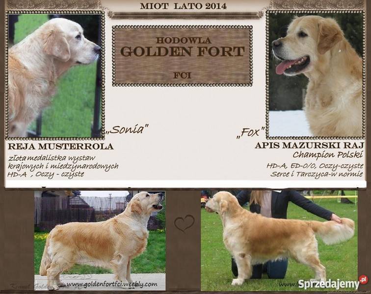 Hodowla Golden Fort zaprasza na miot letni Piątnica Poduchowna sprzedam