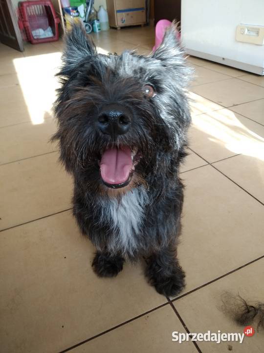 Cairn terrier suczka szczeniaki pomorskie Przywidz