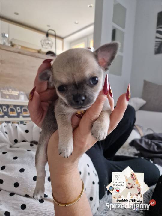 Maleńka suczka krótkowłosa chihuaha Szczecin sprzedam