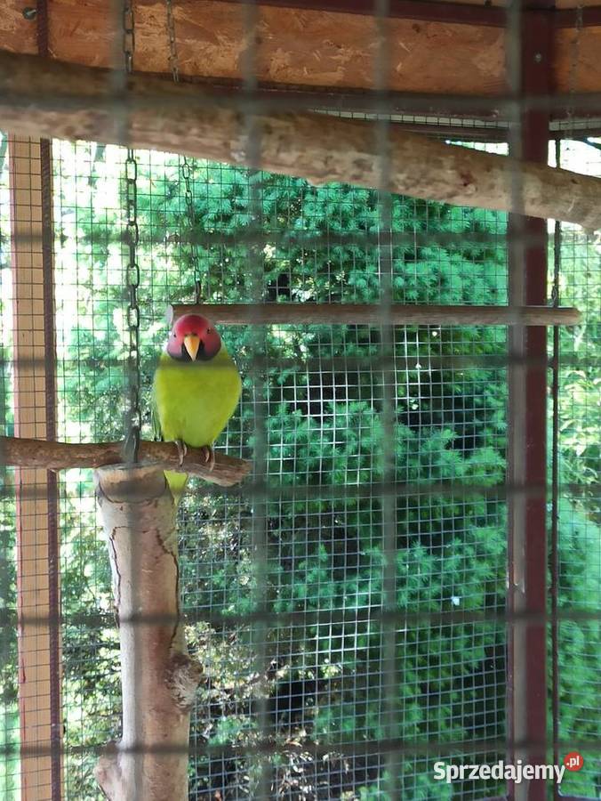 Alejsandretty śliwogłowe pary lęgowe Przemyśl