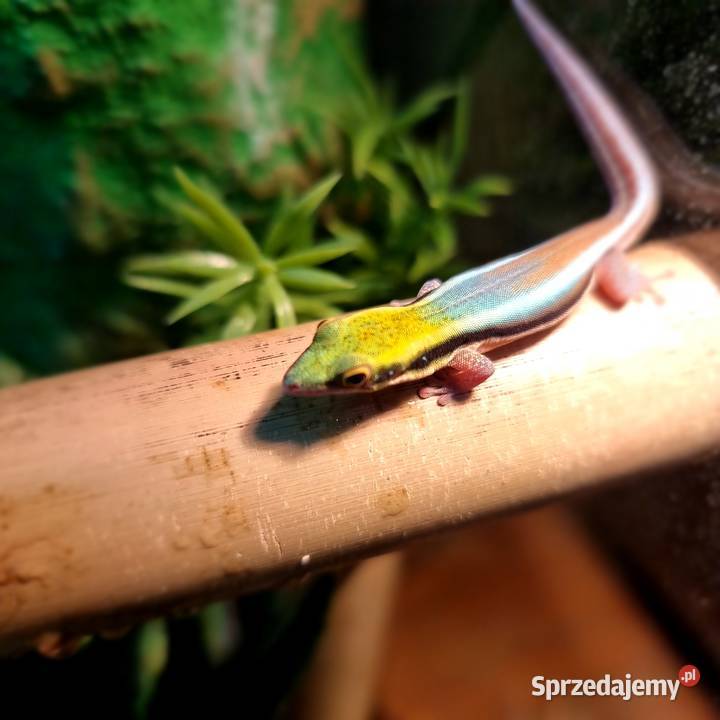 Sprzedam samce Phelsuma Klemmeri z terrarium
