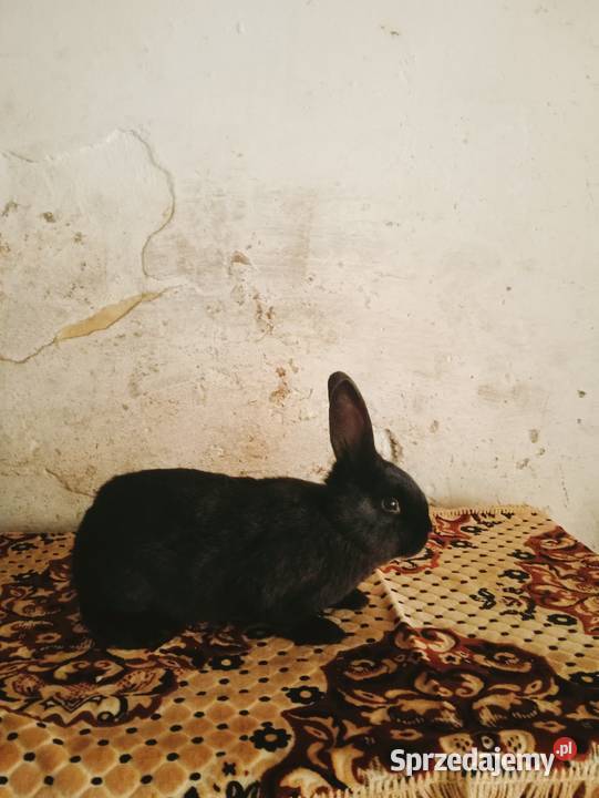 Sprzedam młode samce Obarzym