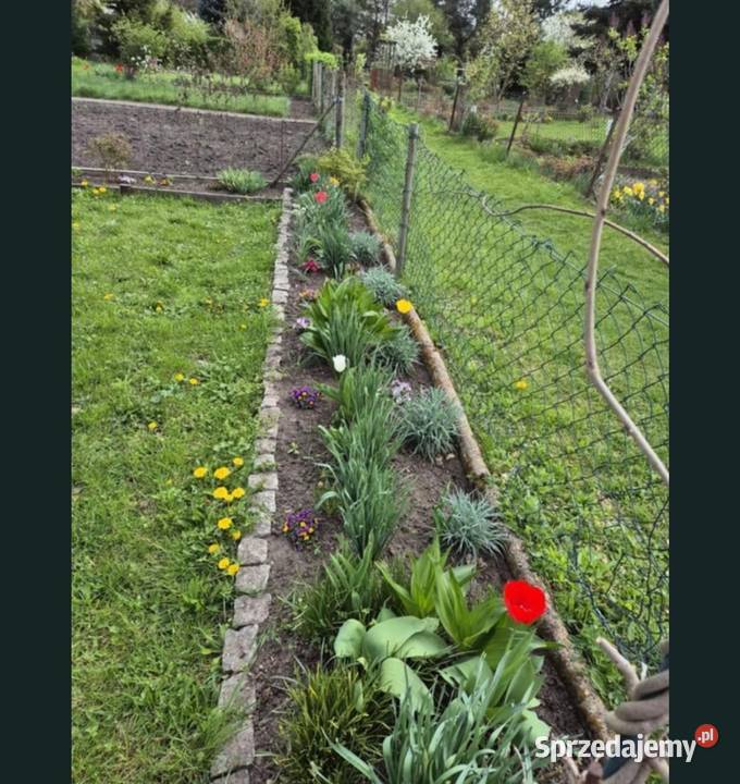 Ogródek dzialkowy