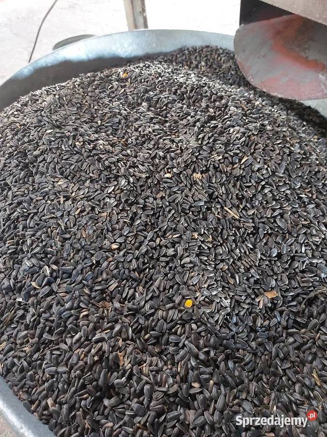 Nasiona słonecznika Do siewu na poplon ptaków Złota