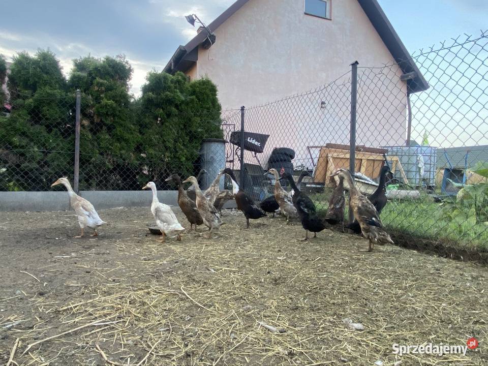 Kaczki biegusy biegusy indyjskie Krasnystaw
