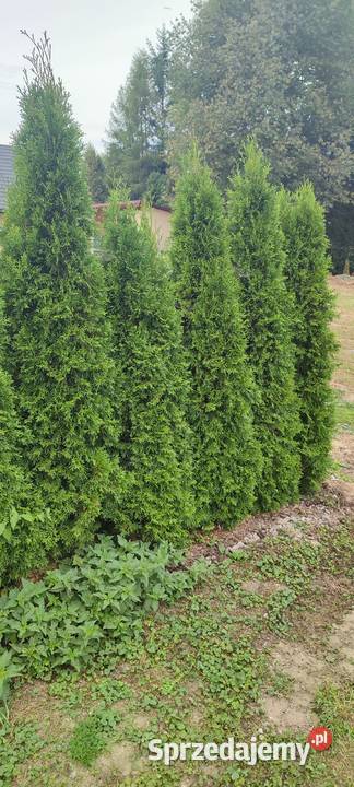 Tuje tuja Krościenko Wyżne