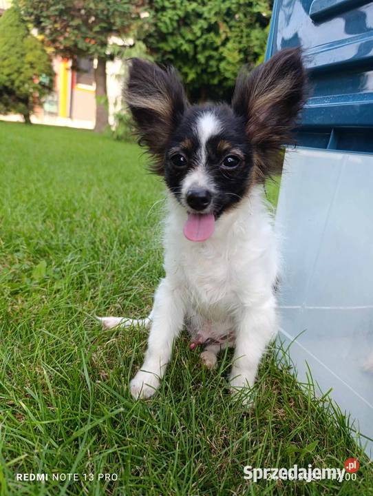 Papillon Spaniel Kontynentalny Pieski Szczaworyż sprzedam