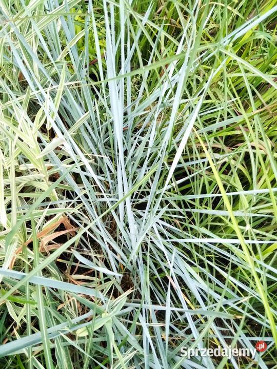 Trawy ozdobne imperata rozplenica kostrzewa