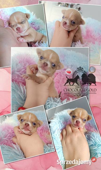 Suczka Chihuahua krótkowłosa liliowa rodowód Bełchatów