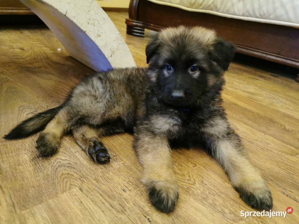 Owczarek niemiecki długowłosy wilczasty Zbiczno