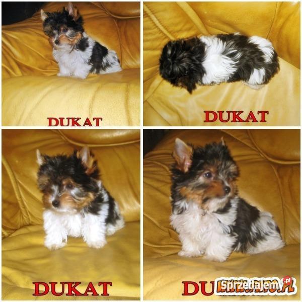 Biewerki 3 miesięczne pieski z rodowodem Lublin