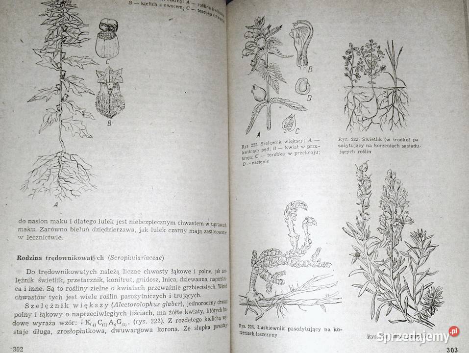 Botanika Jan Radomski Stanisław Tołpa Rok wydania 1982 Pozostałe Chełm