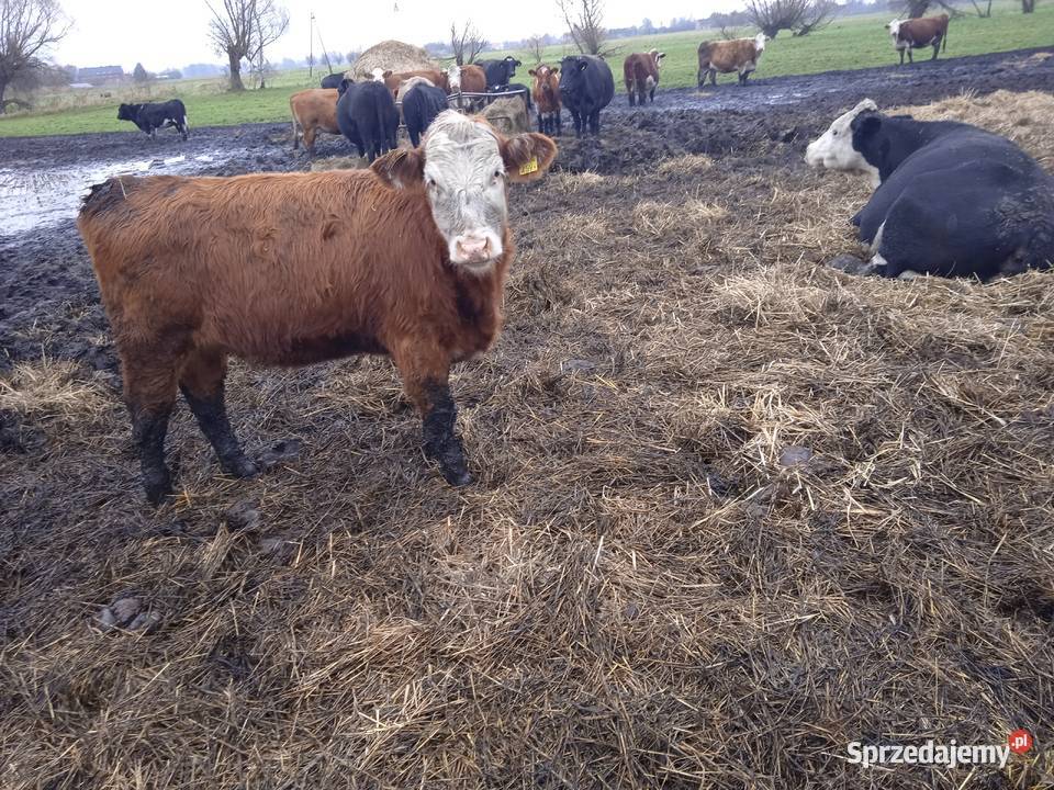 Jałówki odsadki Przynotecko