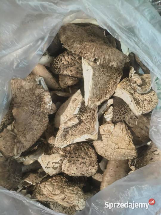 Grzyby Mix świętokrzyskie Szczypiec sprzedam