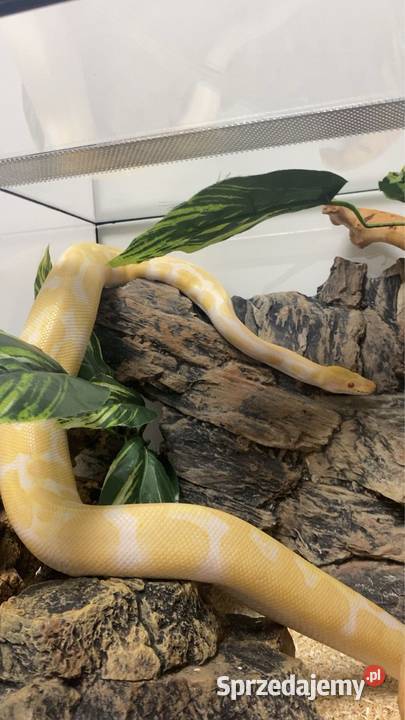 Pyton królewski Albino wyjątkowe umaszczenie śląskie Zabrze