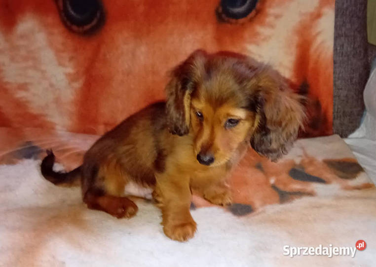 Jamniki długowłose miniaturowe i królicze