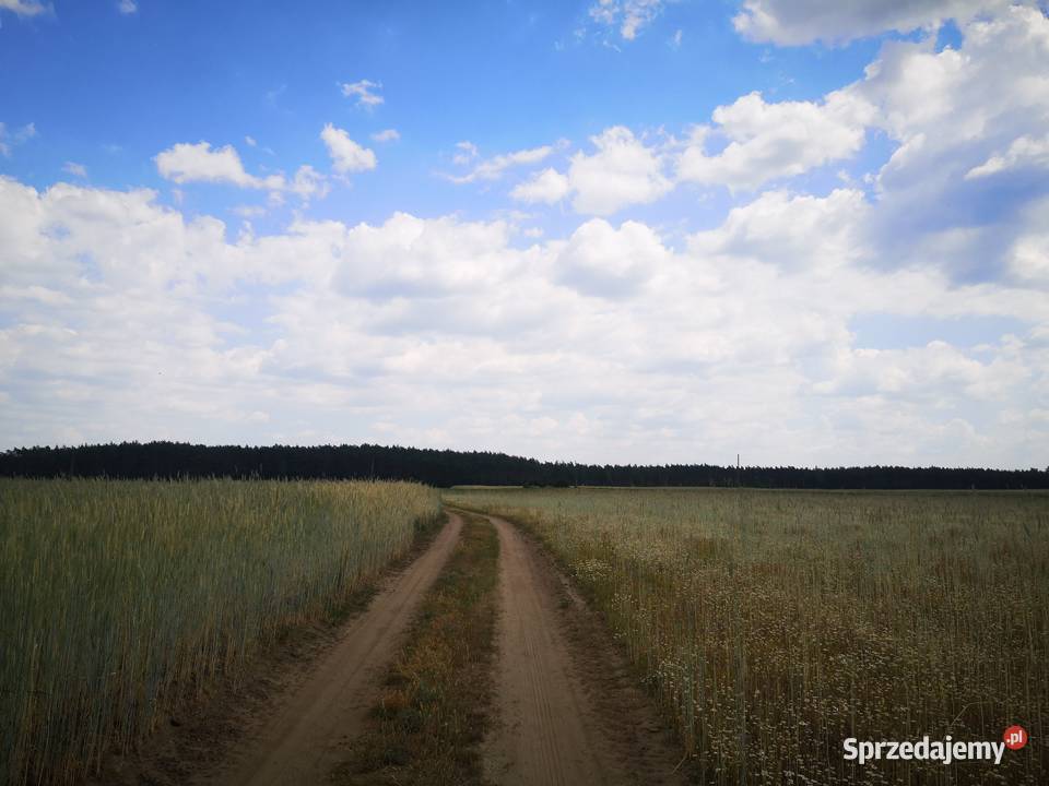 Bezpośrednio działka 4400m2 Nowe Chrostkowo woj kujawsko-pomorskie Katarzyna