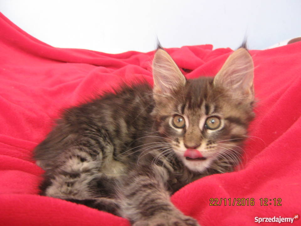 Prześliczny Duży kocurek Maine Coon FPL