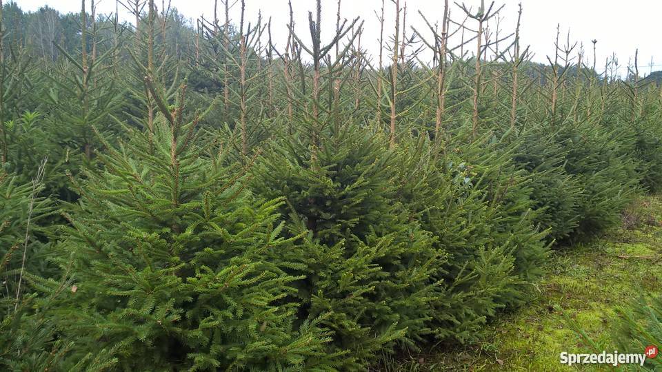 Choinki świerk srebrmy świer pospolity jodła Mszczonów