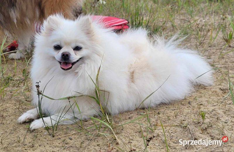 Suczka pomerinin dorosła śląskie Toszek