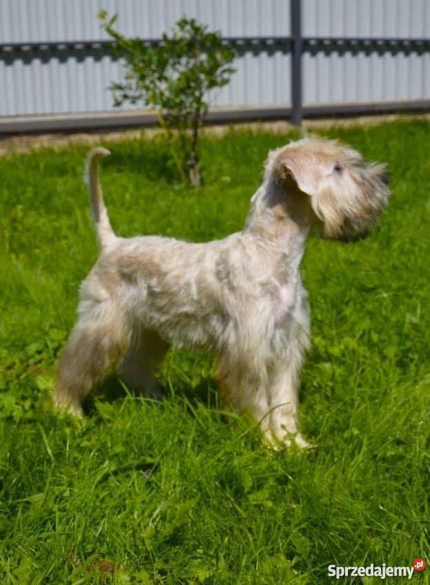 Szczenięta Irish Soft Coated Wheaten Terrier Warszawa