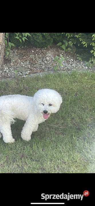 Bichon Frise Łódź
