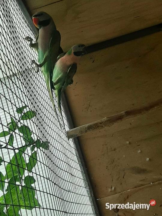 Aleksandretty różowopierśne różane para 23r Ptaki Skała