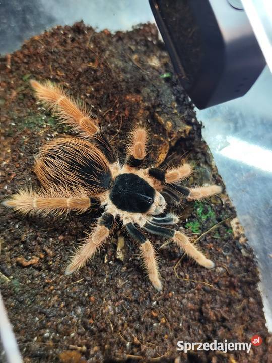 Ptaszniki samice Pruszków